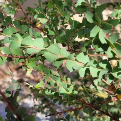 Acacia pravissima (Wedge-leaved Wattle, Ovens Wattle) at Seven Creeks Wildlife Reserve - 1 Jan 2024 by trevorpreston