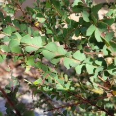 Acacia pravissima (Wedge-leaved Wattle, Ovens Wattle) at Gooram, VIC - 1 Jan 2024 by trevorpreston