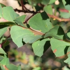 Acacia pravissima at Gooram, VIC - 1 Jan 2024