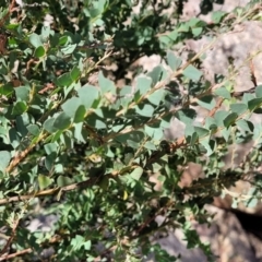 Acacia pravissima at Gooram, VIC - 1 Jan 2024