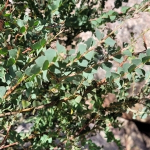 Acacia pravissima at Gooram, VIC - 1 Jan 2024