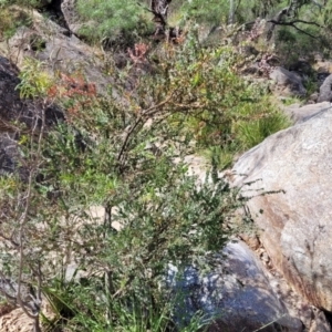 Acacia pravissima at Gooram, VIC - 1 Jan 2024