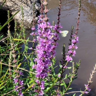 Lythrum salicaria (Purple Loosestrife) at Seven Creeks Wildlife Reserve - 1 Jan 2024 by trevorpreston