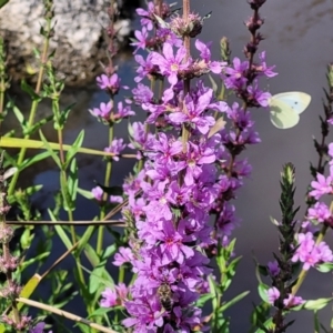 Lythrum salicaria at Gooram, VIC - 1 Jan 2024 11:09 AM