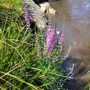 Lythrum salicaria at Gooram, VIC - 1 Jan 2024