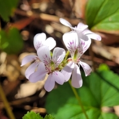 Pelargonium inodorum (Kopata) at Seven Creeks Wildlife Reserve - 1 Jan 2024 by trevorpreston