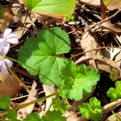 Pelargonium inodorum at Gooram, VIC - 1 Jan 2024 11:08 AM