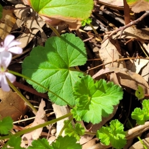 Pelargonium inodorum at Gooram, VIC - 1 Jan 2024 11:08 AM