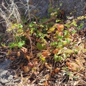 Pelargonium inodorum at Gooram, VIC - 1 Jan 2024