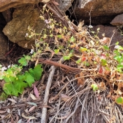 Pelargonium inodorum at Gooram, VIC - 1 Jan 2024