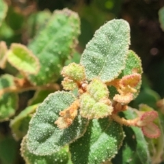 Correa reflexa var. reflexa (Common Correa, Native Fuchsia) at Gooram, VIC - 1 Jan 2024 by trevorpreston