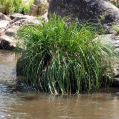 Carex sp. (A Sedge) at Gooram, VIC - 1 Jan 2024 by trevorpreston