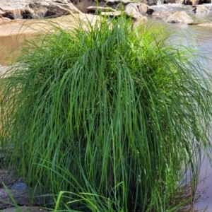 Carex sp. at Gooram, VIC - 1 Jan 2024 11:07 AM