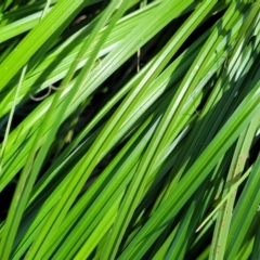 Carex sp. at Gooram, VIC - 1 Jan 2024