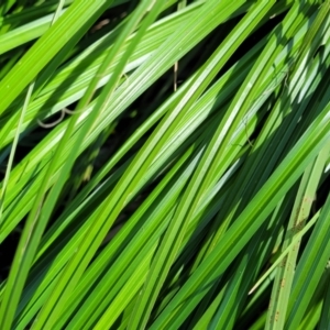 Carex sp. at Gooram, VIC - 1 Jan 2024 11:07 AM