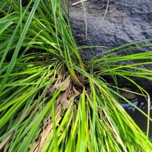 Carex sp. at Gooram, VIC - 1 Jan 2024