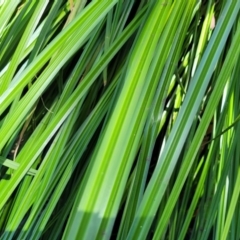 Carex sp. at Gooram, VIC - 1 Jan 2024