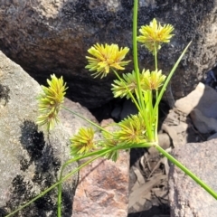 Cyperus eragrostis (Umbrella Sedge) at Gooram, VIC - 1 Jan 2024 by trevorpreston