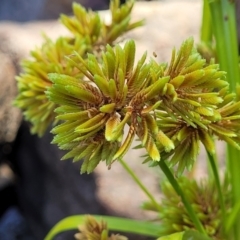 Cyperus eragrostis at Gooram, VIC - 1 Jan 2024