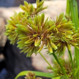 Cyperus eragrostis at Gooram, VIC - 1 Jan 2024