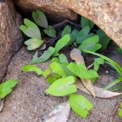 Calystegia sepium (Swamp Bindweed) at Gooram, VIC - 1 Jan 2024 by trevorpreston