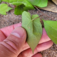 Calystegia sepium at Gooram, VIC - 1 Jan 2024 11:05 AM