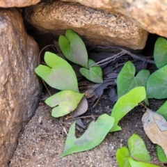 Calystegia sepium at Gooram, VIC - 1 Jan 2024