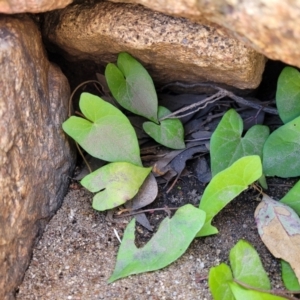 Calystegia sepium at Gooram, VIC - 1 Jan 2024