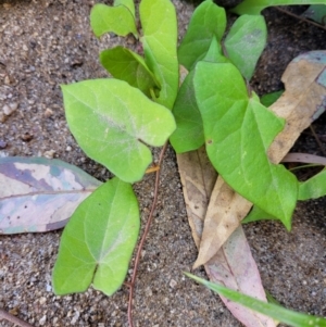 Calystegia sepium at Gooram, VIC - 1 Jan 2024