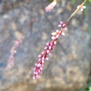 Persicaria decipiens at Gooram, VIC - 1 Jan 2024