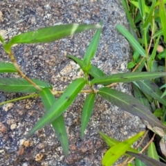 Persicaria decipiens at Gooram, VIC - 1 Jan 2024