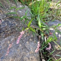 Persicaria decipiens at Gooram, VIC - 1 Jan 2024