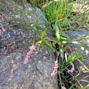 Persicaria decipiens at Gooram, VIC - 1 Jan 2024 11:01 AM