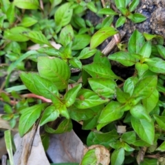 Ludwigia palustris (Marsh Purslane) at Seven Creeks Wildlife Reserve - 1 Jan 2024 by trevorpreston