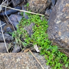 Ludwigia palustris at Gooram, VIC - 1 Jan 2024 11:00 AM