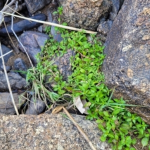 Ludwigia palustris at Gooram, VIC - 1 Jan 2024