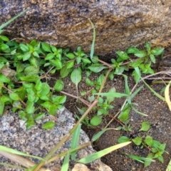 Ludwigia palustris at Gooram, VIC - 1 Jan 2024