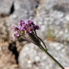 Verbena incompta (Purpletop) at Seven Creeks Wildlife Reserve - 1 Jan 2024 by trevorpreston