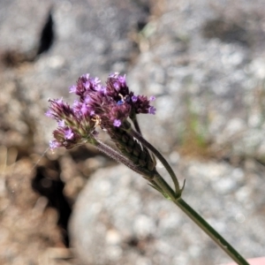 Verbena incompta at Gooram, VIC - 1 Jan 2024