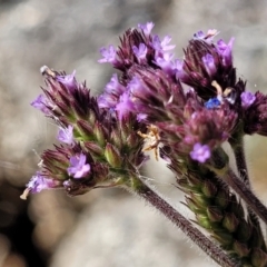 Verbena incompta at Gooram, VIC - 1 Jan 2024