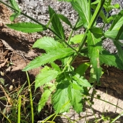 Verbena incompta at Gooram, VIC - 1 Jan 2024