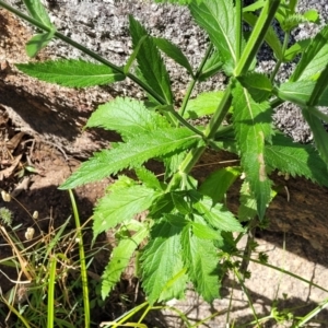 Verbena incompta at Gooram, VIC - 1 Jan 2024