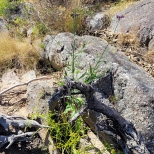 Verbena incompta at Gooram, VIC - 1 Jan 2024