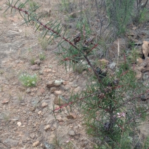 Hakea decurrens subsp. decurrens at Mount Ainslie - 1 Jan 2024 11:00 AM