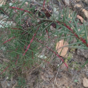 Hakea decurrens subsp. decurrens at Mount Ainslie - 1 Jan 2024 11:00 AM