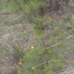 Hakea decurrens subsp. decurrens (Bushy Needlewood) at Hackett, ACT - 1 Jan 2024 by Berlge