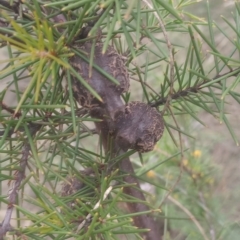 Hakea decurrens subsp. decurrens at Mount Ainslie - 1 Jan 2024