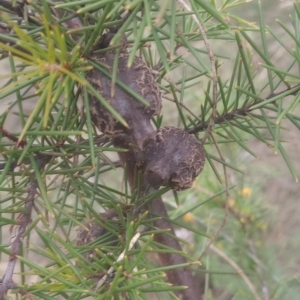 Hakea decurrens subsp. decurrens at Mount Ainslie - 1 Jan 2024 11:00 AM