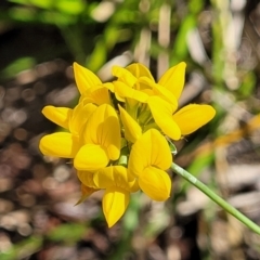 Lotus uliginosus (Birds-foot Trefoil) at Seven Creeks Wildlife Reserve - 31 Dec 2023 by trevorpreston