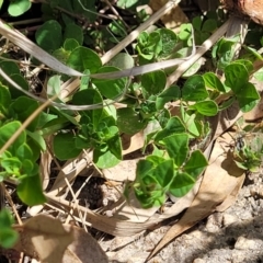 Lotus uliginosus at Gooram, VIC - 1 Jan 2024